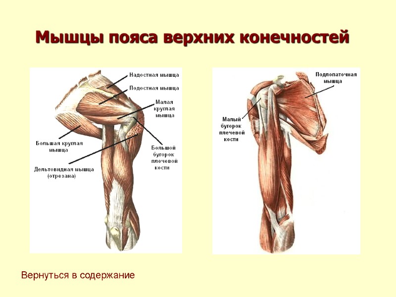 Мышцы пояса верхних конечностей Вернуться в содержание